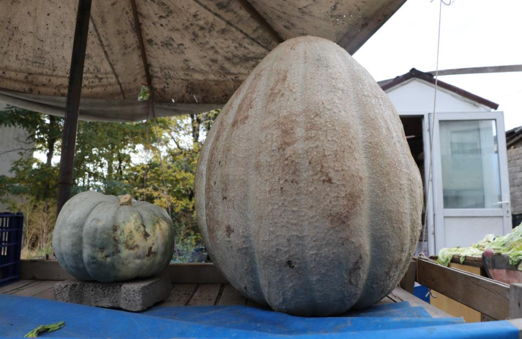 Ata Tohumu 51 Kiloluk Dev Kabak Ilgi Odağı Oldu (1)