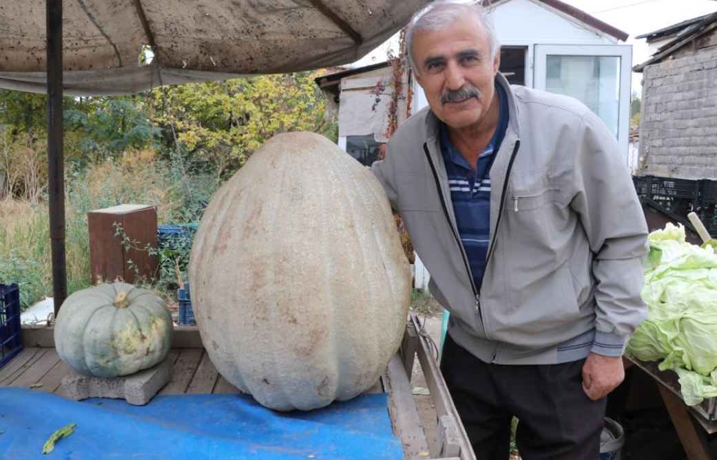 Ata Tohumu 51 Kiloluk Dev Kabak Ilgi Odağı Oldu (2)