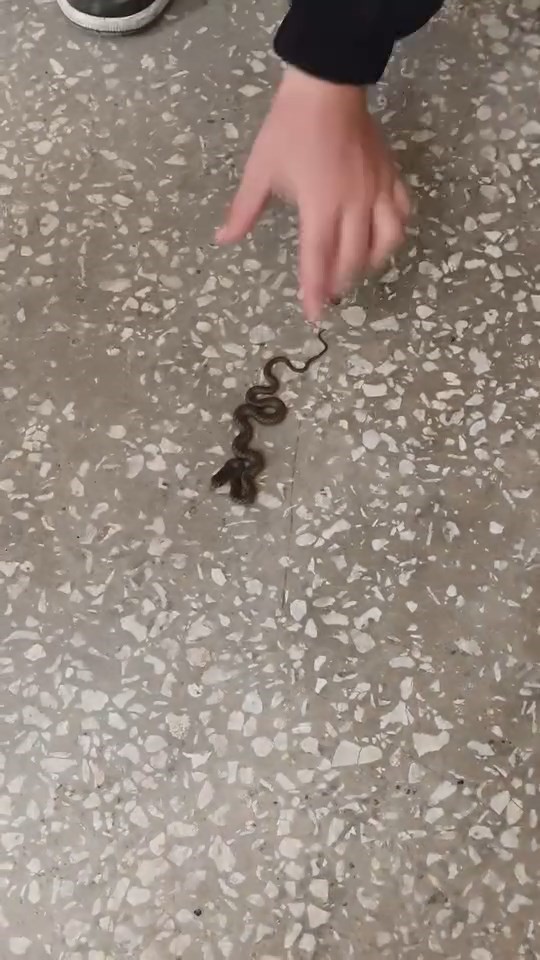 Bursa'da Okul Koridorunda Yılan Paniği! Öğrenciler Korku Dolu Anlar Yaşadı (1)-1