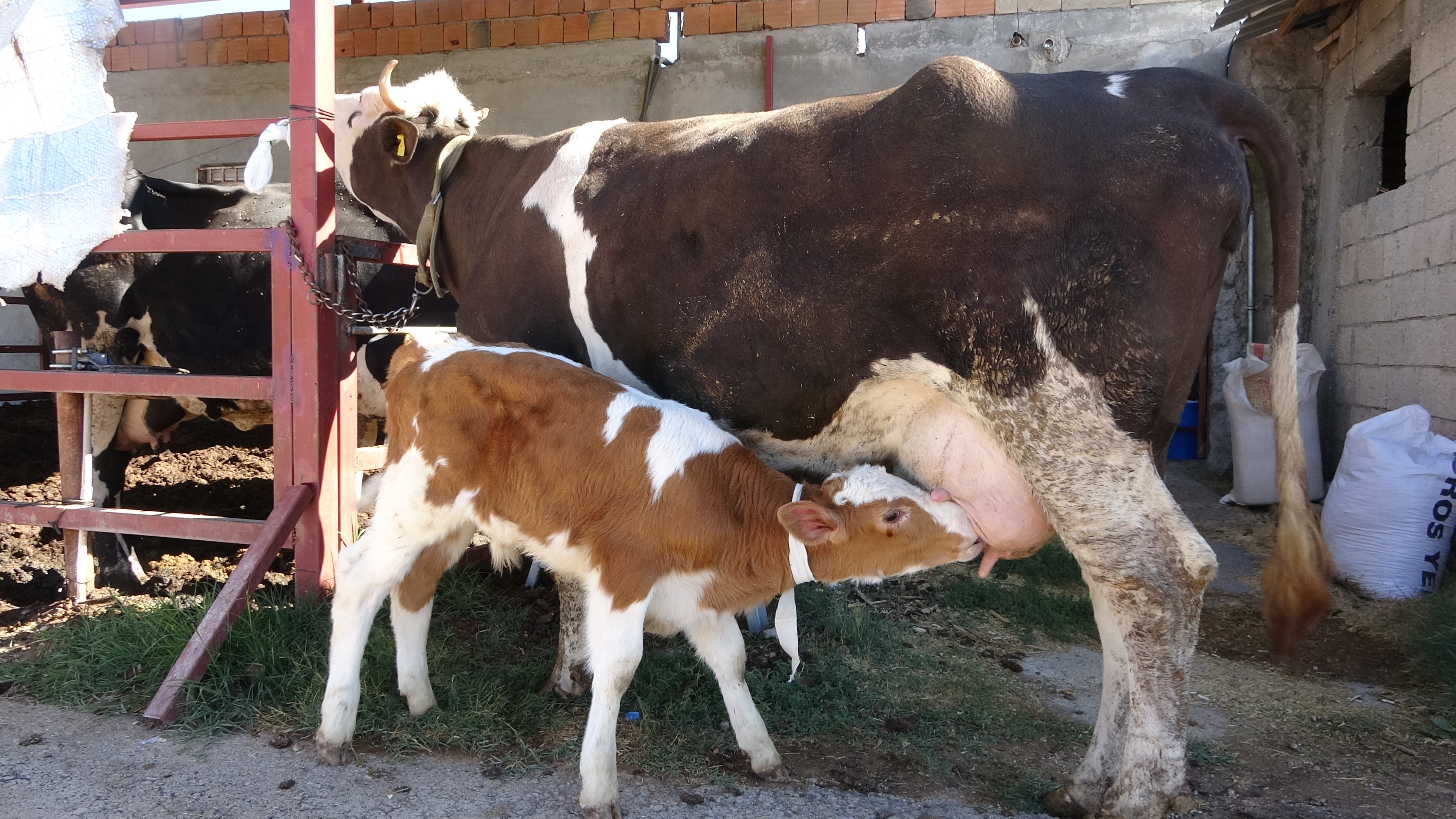 Çalınan Buzağı Annesine Kavuştu (4)