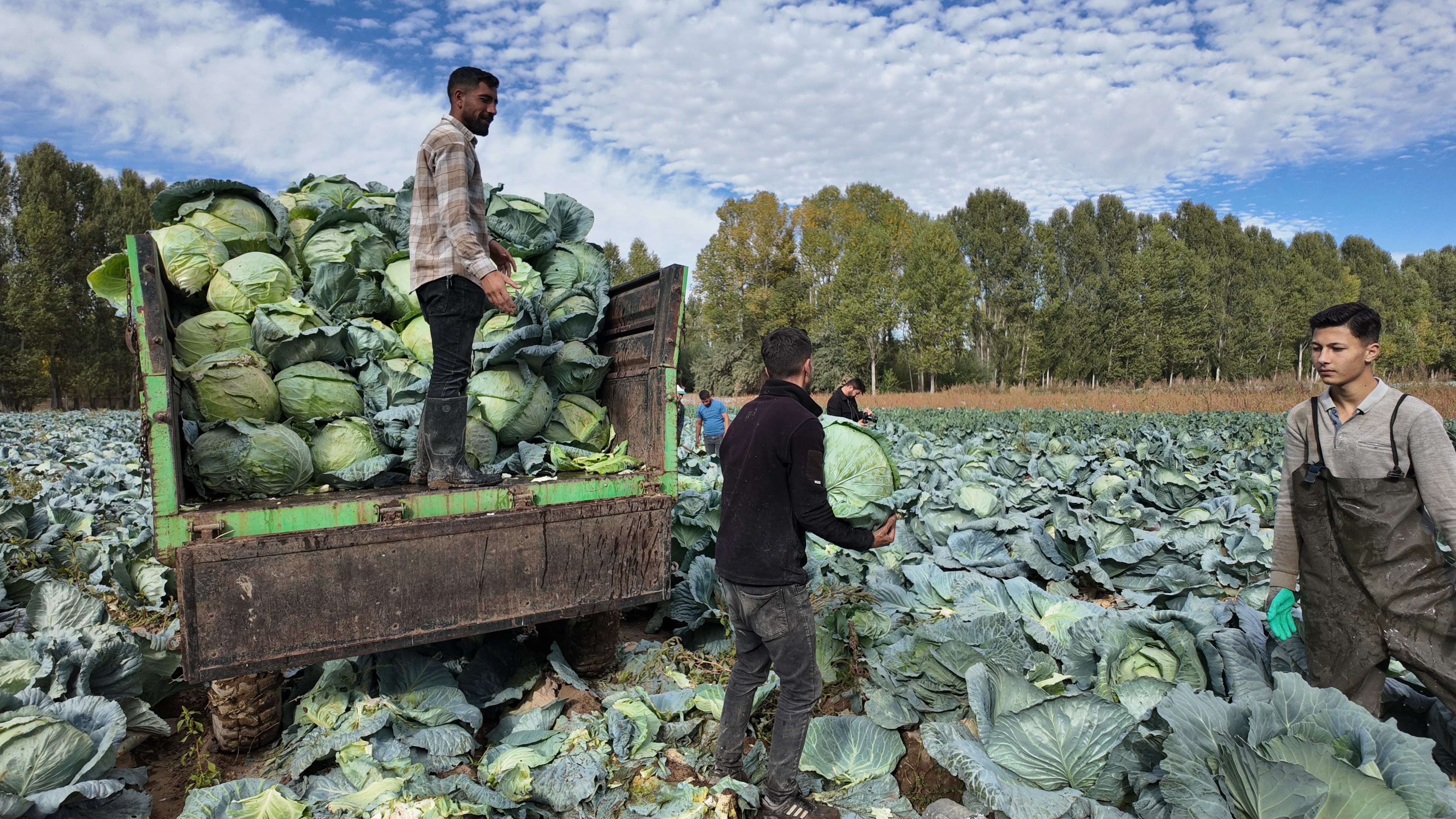 Erciş’te Lahana Hasadı Başladı (4)