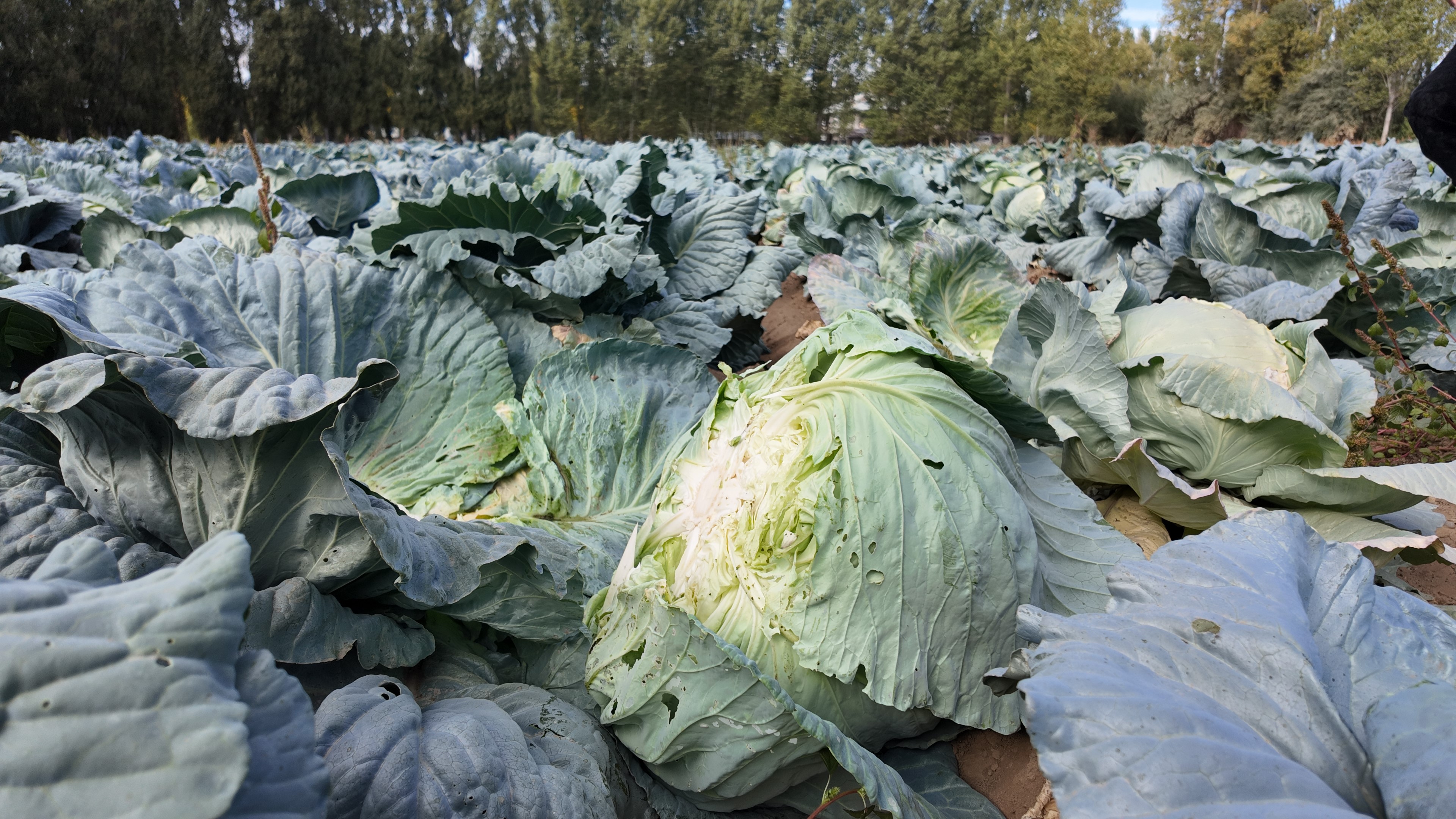 Erciş’te Lahana Hasadı Başladı (5)