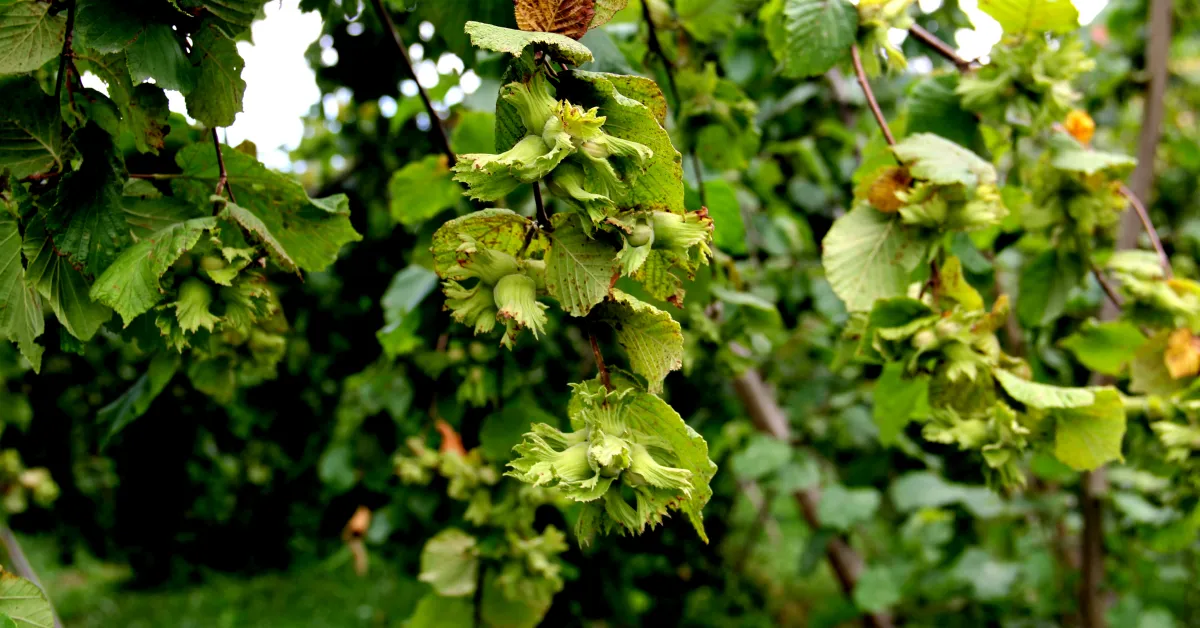 F I N D I K T A U C L U Z A R A R 250 B I N T O N K A Y I P 978916 290496 Gencgazete