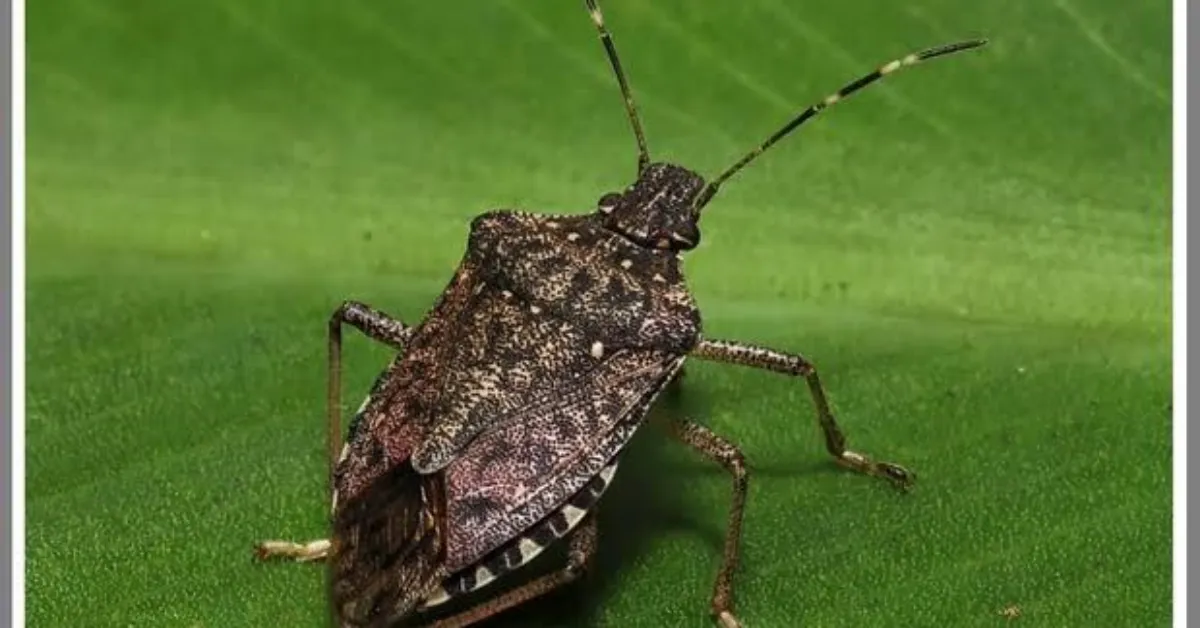 F I N D I K T A U C L U Z A R A R 250 B I N T O N K A Y I P 978921 290496 Gencgazete