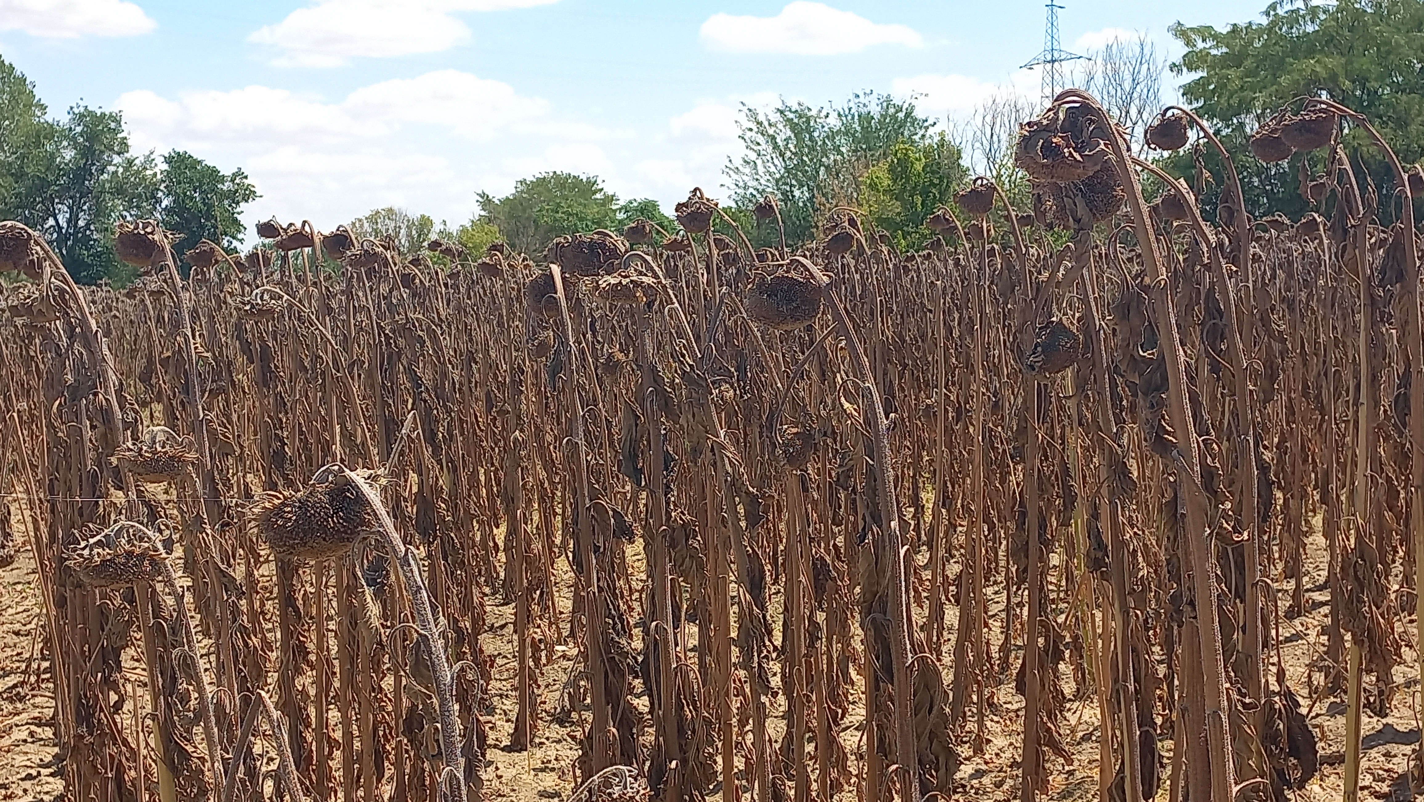 Gıda Güvenliği Kamu Denetimiyle Sağlanmalı (2)