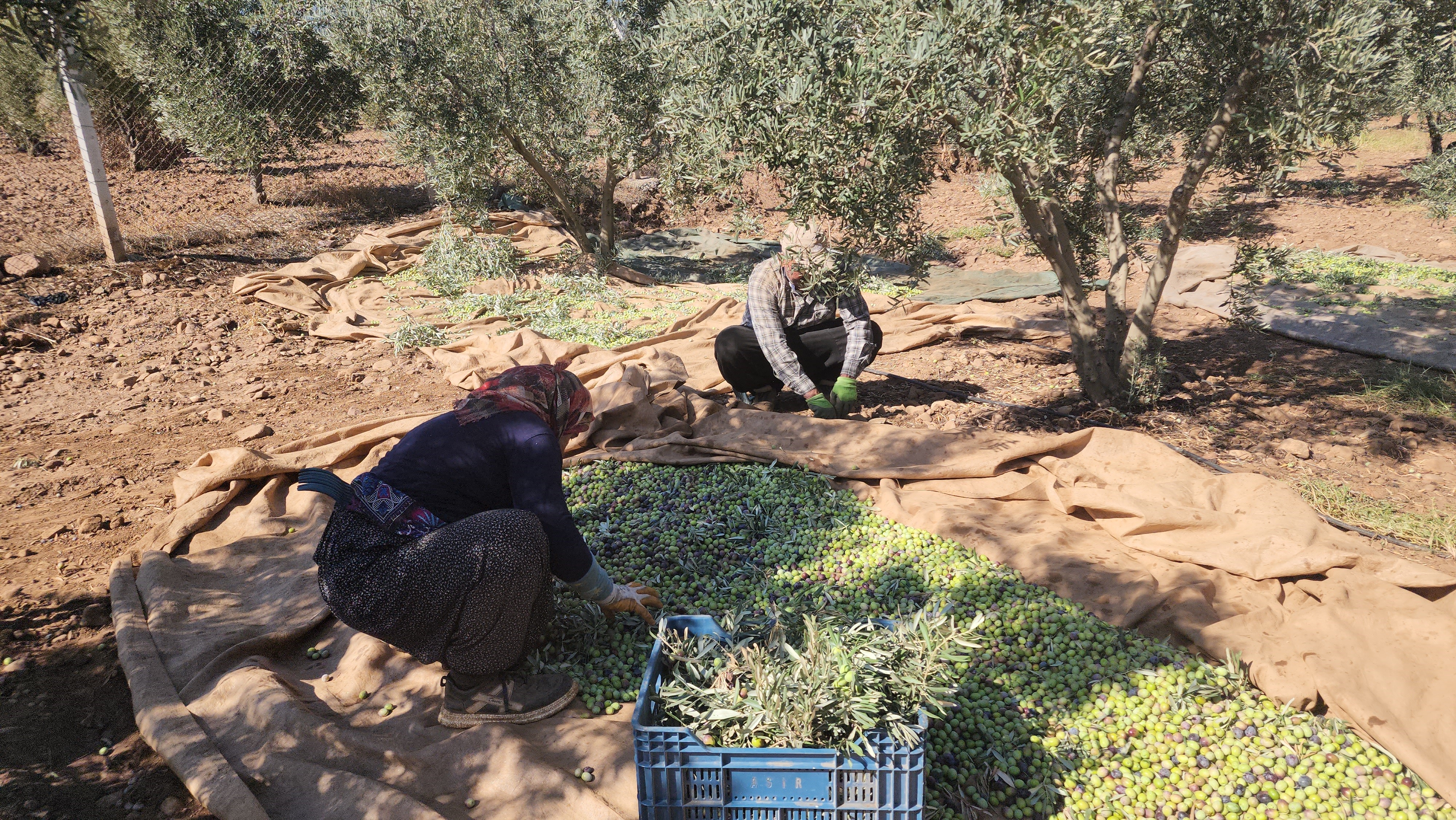 Hatay’da Sofralık Zeytin Hasadında Yüzler Gülüyor (2)