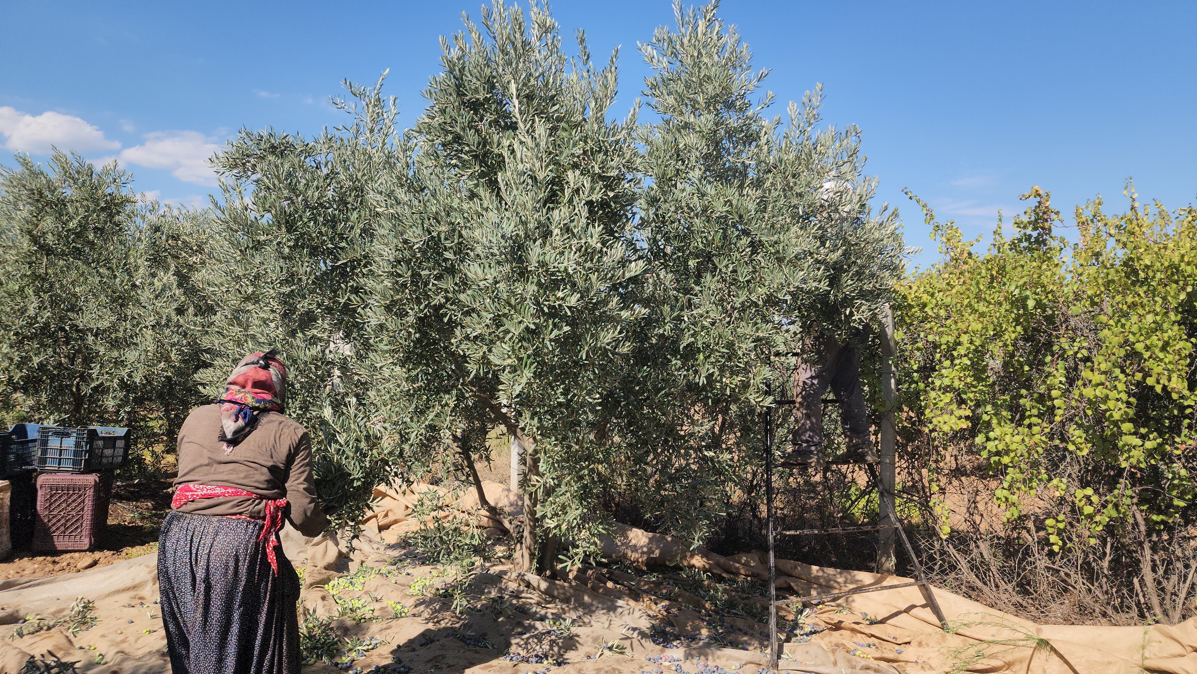 Hatay’da Sofralık Zeytin Hasadında Yüzler Gülüyor (3)