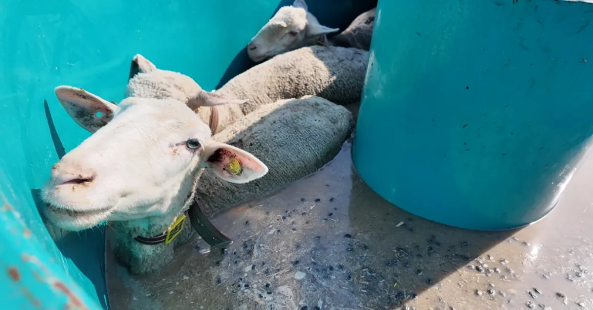 İnegöl Belediyesi’nden Tarım Ve Hayvancılıkta Güç Birliği Desteği (2) Gencgazete