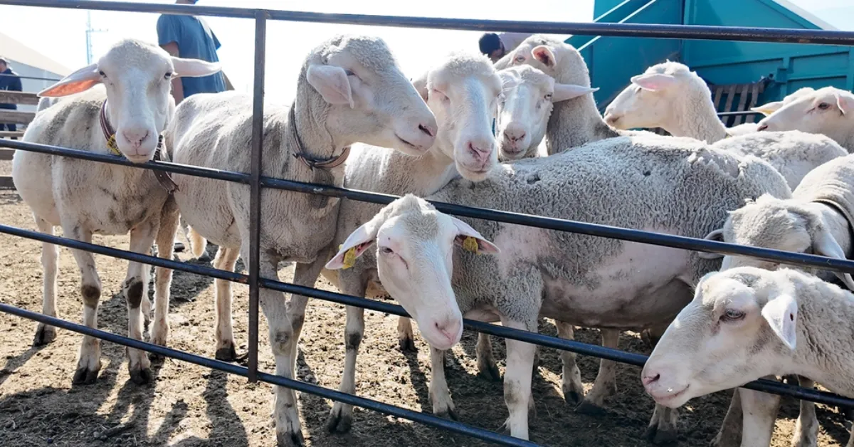 İnegöl Belediyesi’nden Tarım Ve Hayvancılıkta Güç Birliği Desteği (6) Gencgazete