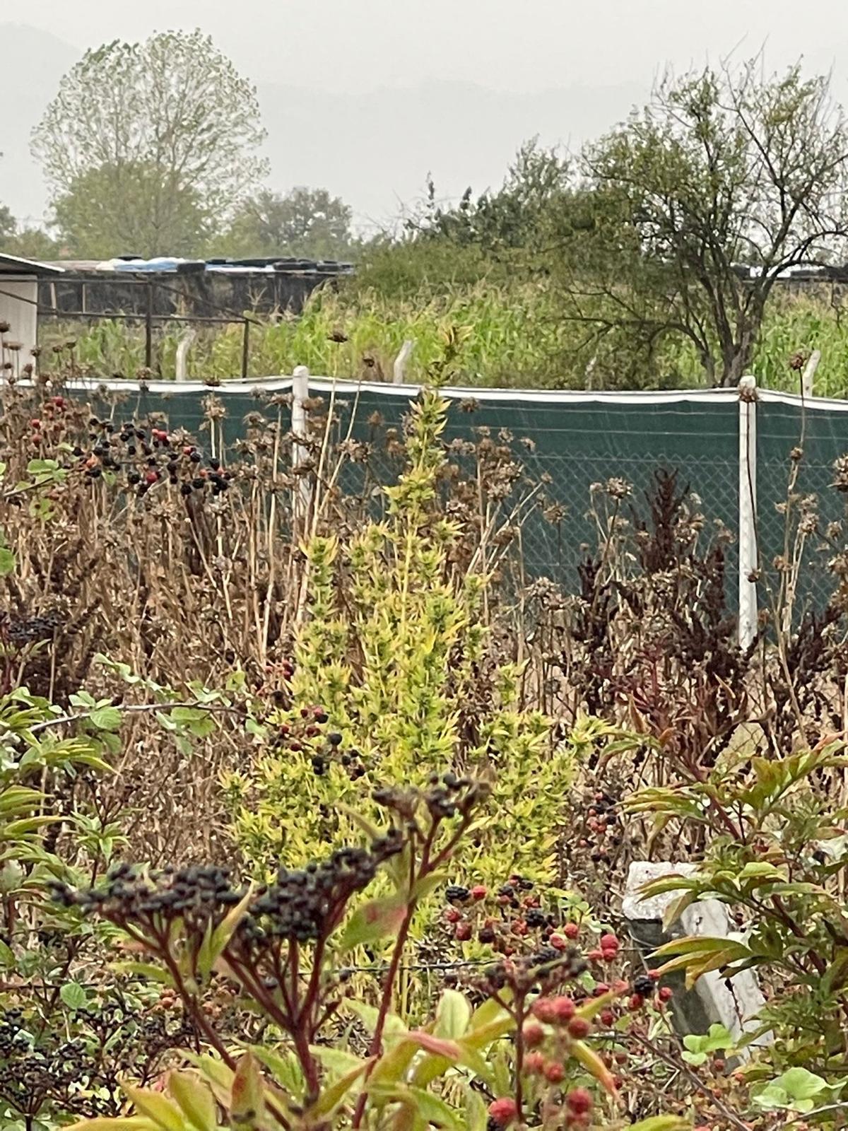 İnegöl’de Jandarmadan Uyuşturucu Ve Silah Operasyonu (2)