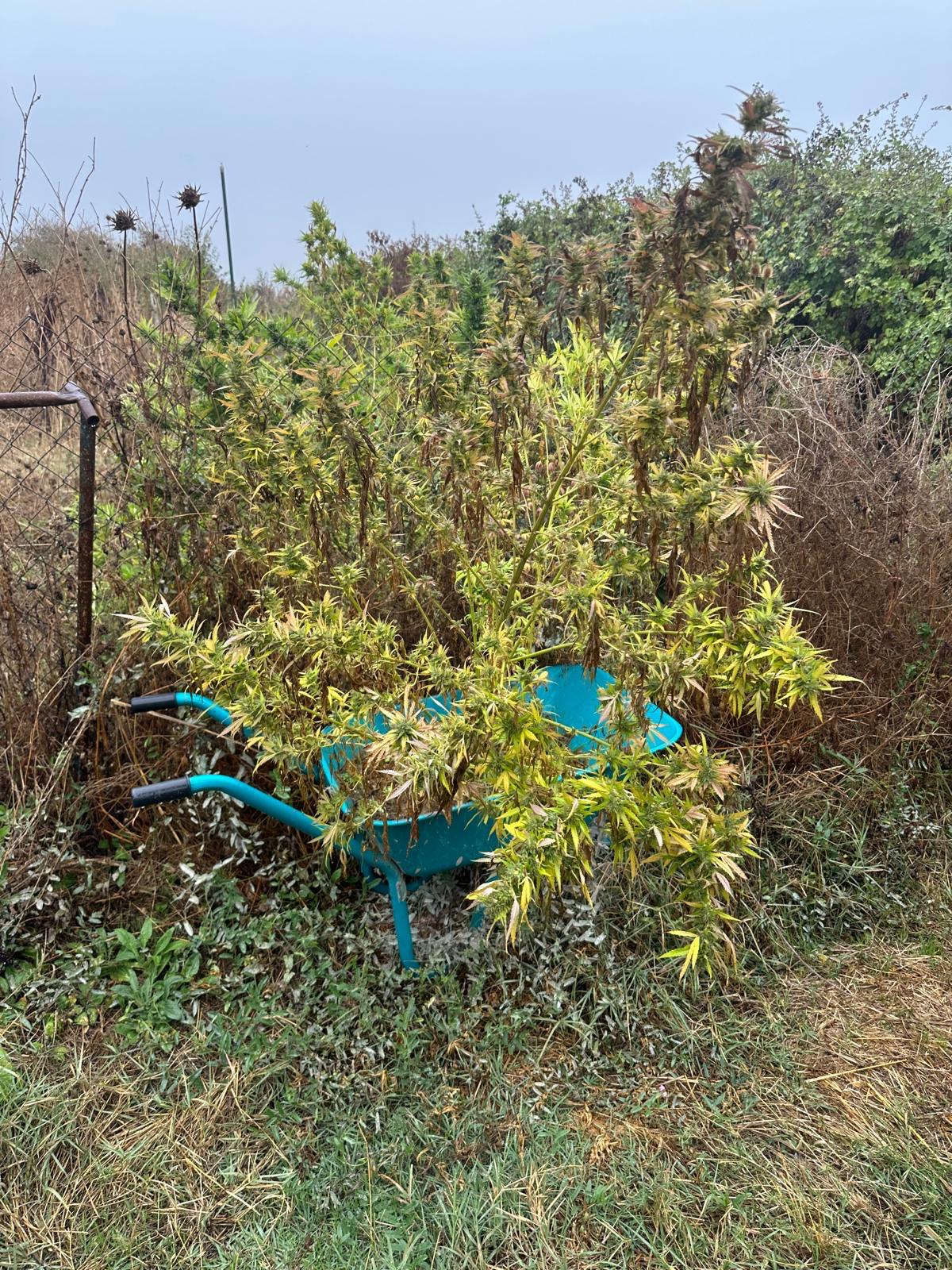 İnegöl’de Jandarmadan Uyuşturucu Ve Silah Operasyonu (3)