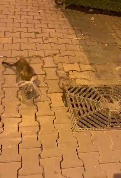 K E D I N I N B A S I N A P O S E T G E C I R I P B A G L A D I L A R 975290 289633