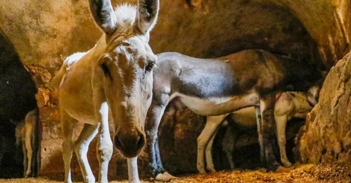 Kadrolu Eşeklere Veda! Çöp Taşıyan Eşekler Emekli Ediliyor (1)