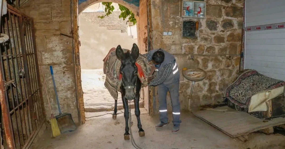 Kadrolu Eşeklere Veda! Çöp Taşıyan Eşekler Emekli Ediliyor (2)