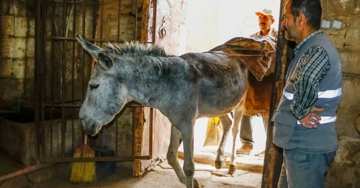 Kadrolu Eşeklere Veda! Çöp Taşıyan Eşekler Emekli Ediliyor (3)
