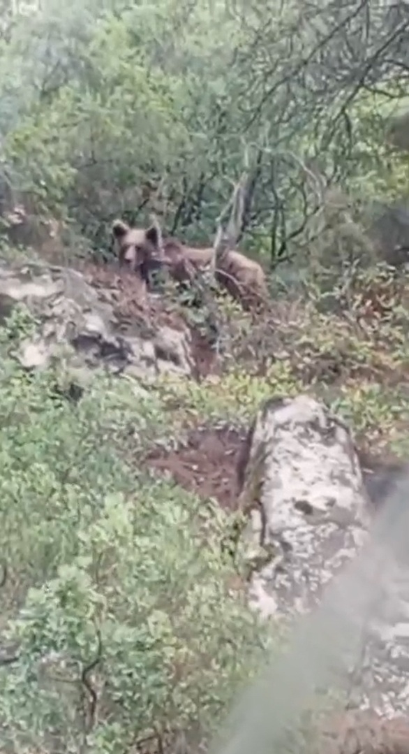 Bursa’da Ayı Alarmı! Kaymakamlıktan Vatandaşlara Uyarı-1