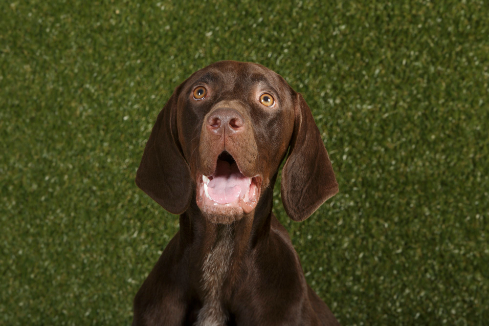 Köpeklerin Dilleri Neden Sürekli Dışarıdadır Gencgazete (14)