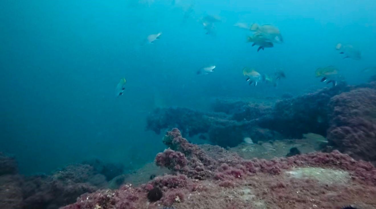 Körfez Yeniden Can Buldu (1)