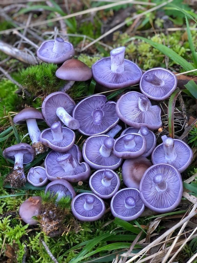 Mantar Sezonu Başladı Uzmanlar Zehirlenmelere Karşı Uyardı (1)