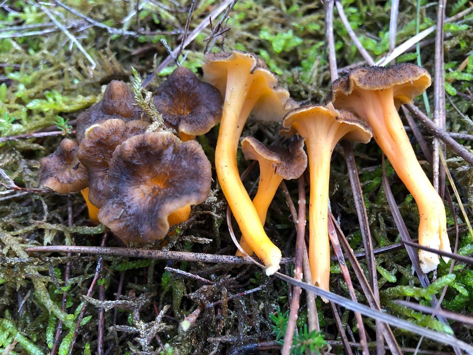 Mantar Sezonu Başladı Uzmanlar Zehirlenmelere Karşı Uyardı (3)