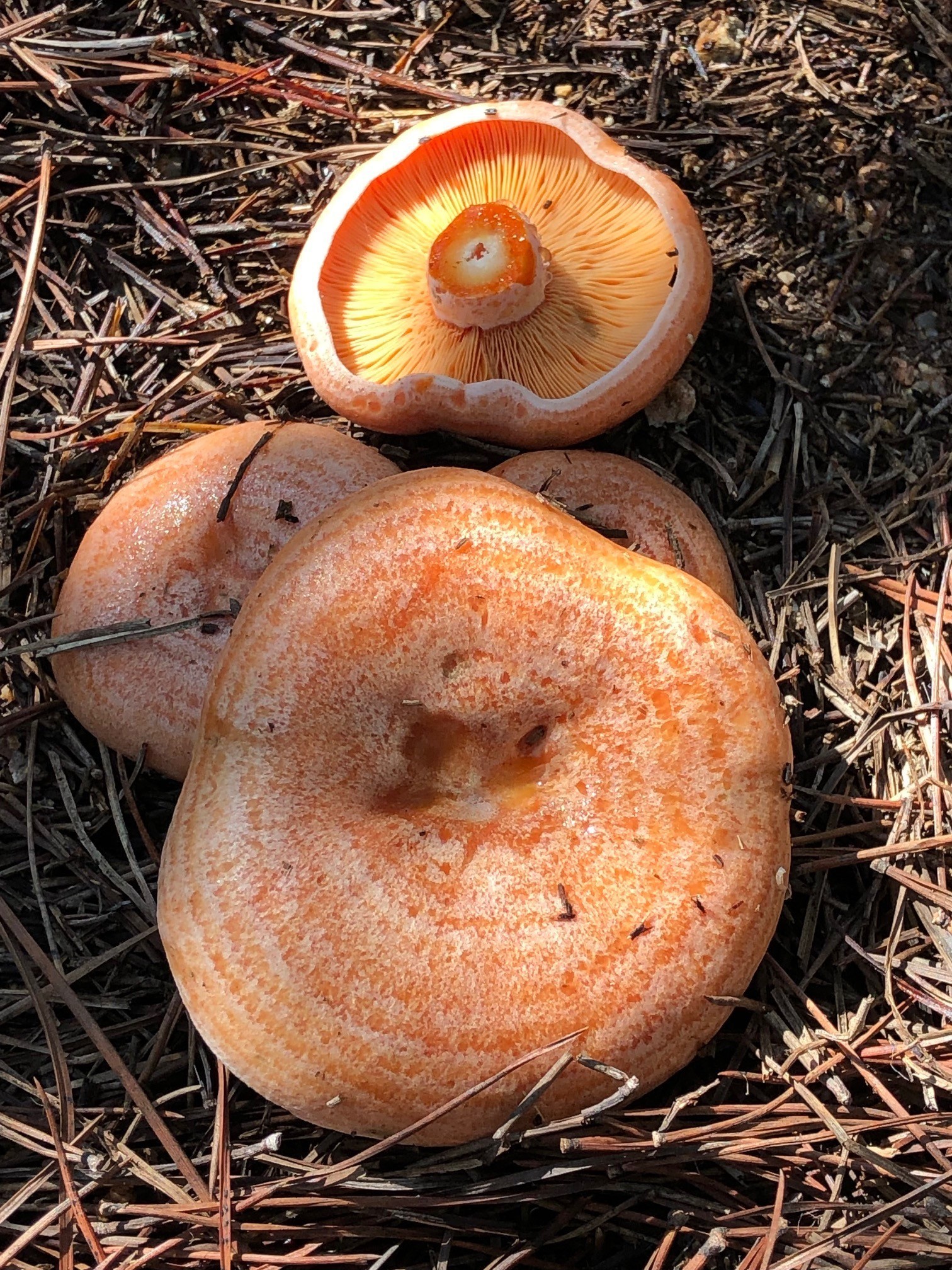 Mantar Sezonu Başladı Uzmanlar Zehirlenmelere Karşı Uyardı (5)