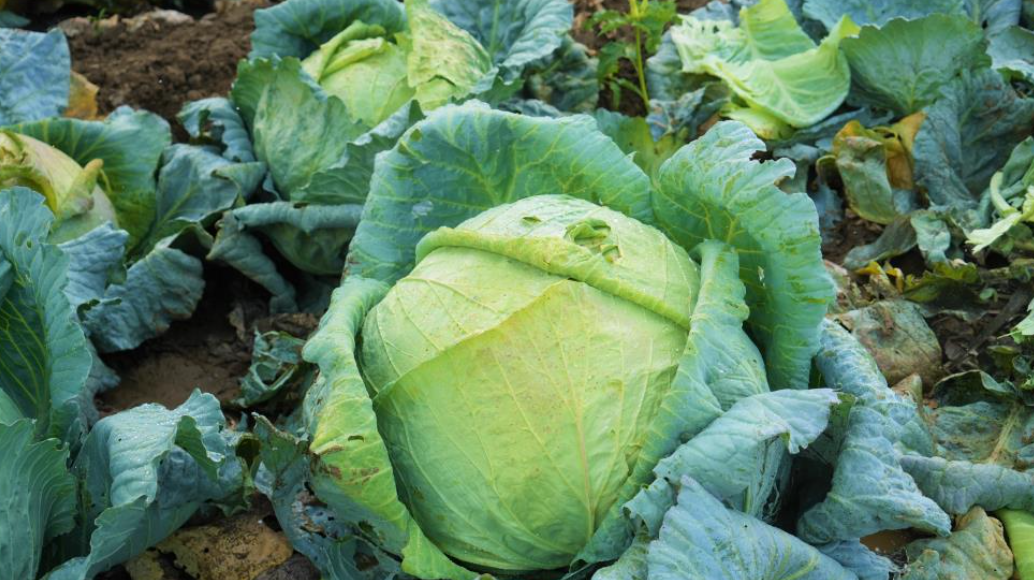 Muş Ovası’nda 150 Milyon Liralık Lahana Hasadı Başladı (1)