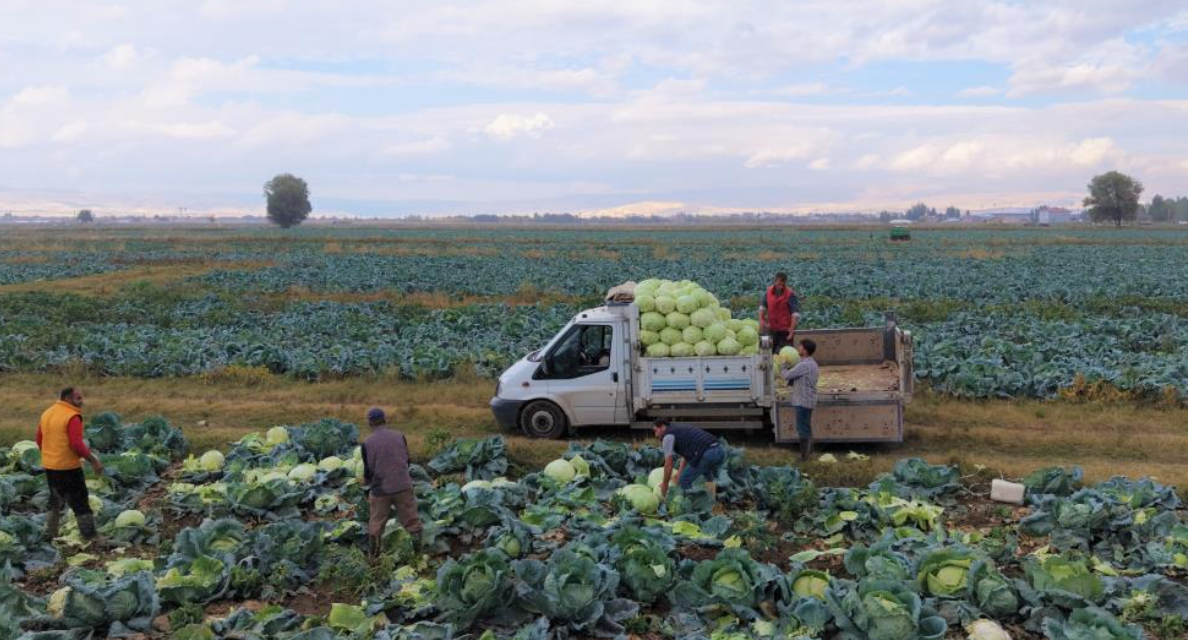 Muş Ovası’nda 150 Milyon Liralık Lahana Hasadı Başladı (3)