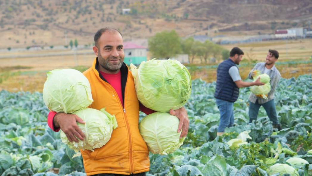 Muş Ovası’nda 150 Milyon Liralık Lahana Hasadı Başladı (4)