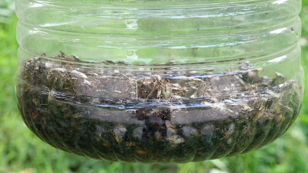 R J D Z X N Xv2 U D99 S M Lwph8 Q