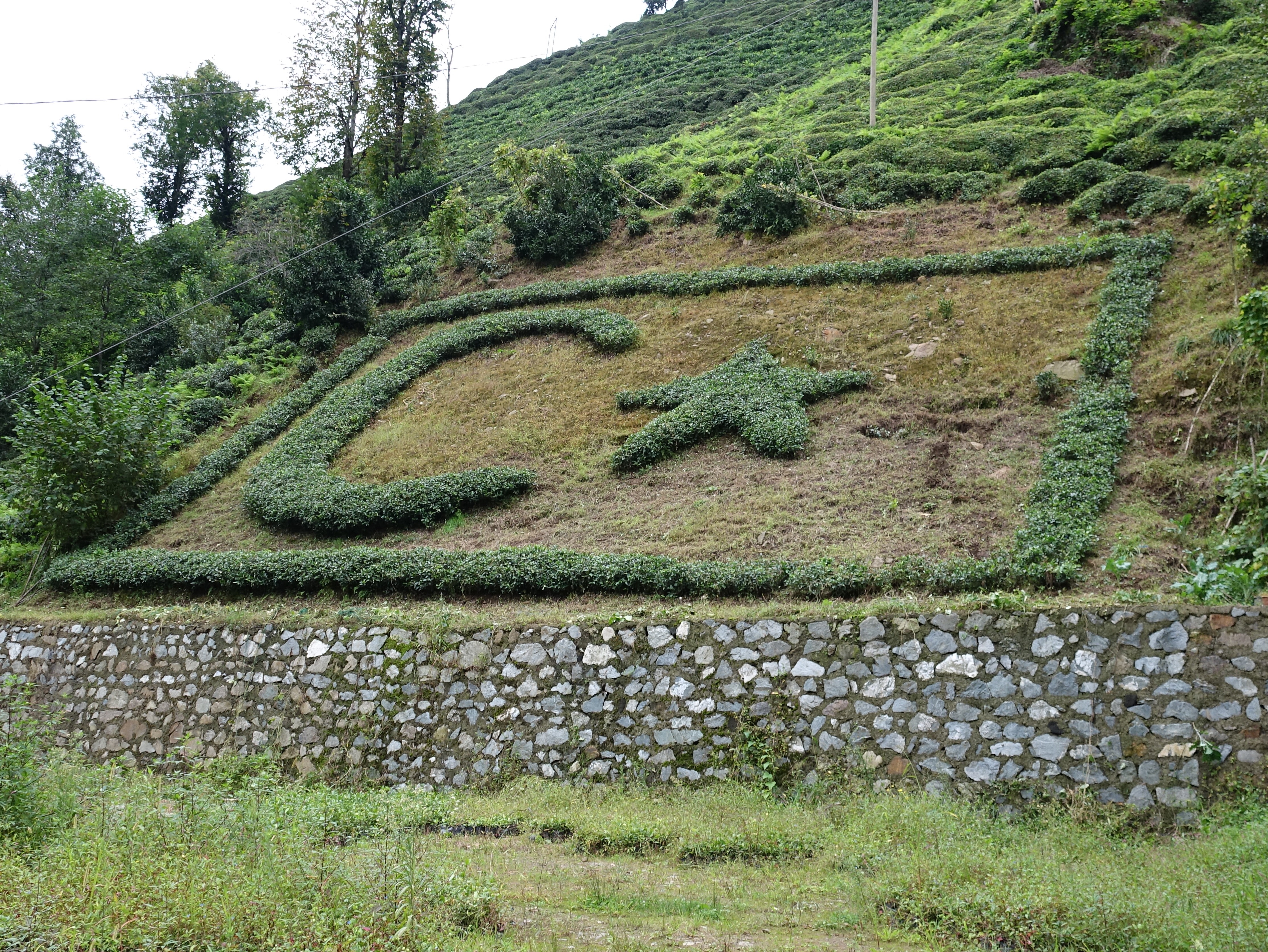 Türk Bayrağını Bahçesine Çay Fidanlarıyla Işledi Gencgazete (4)