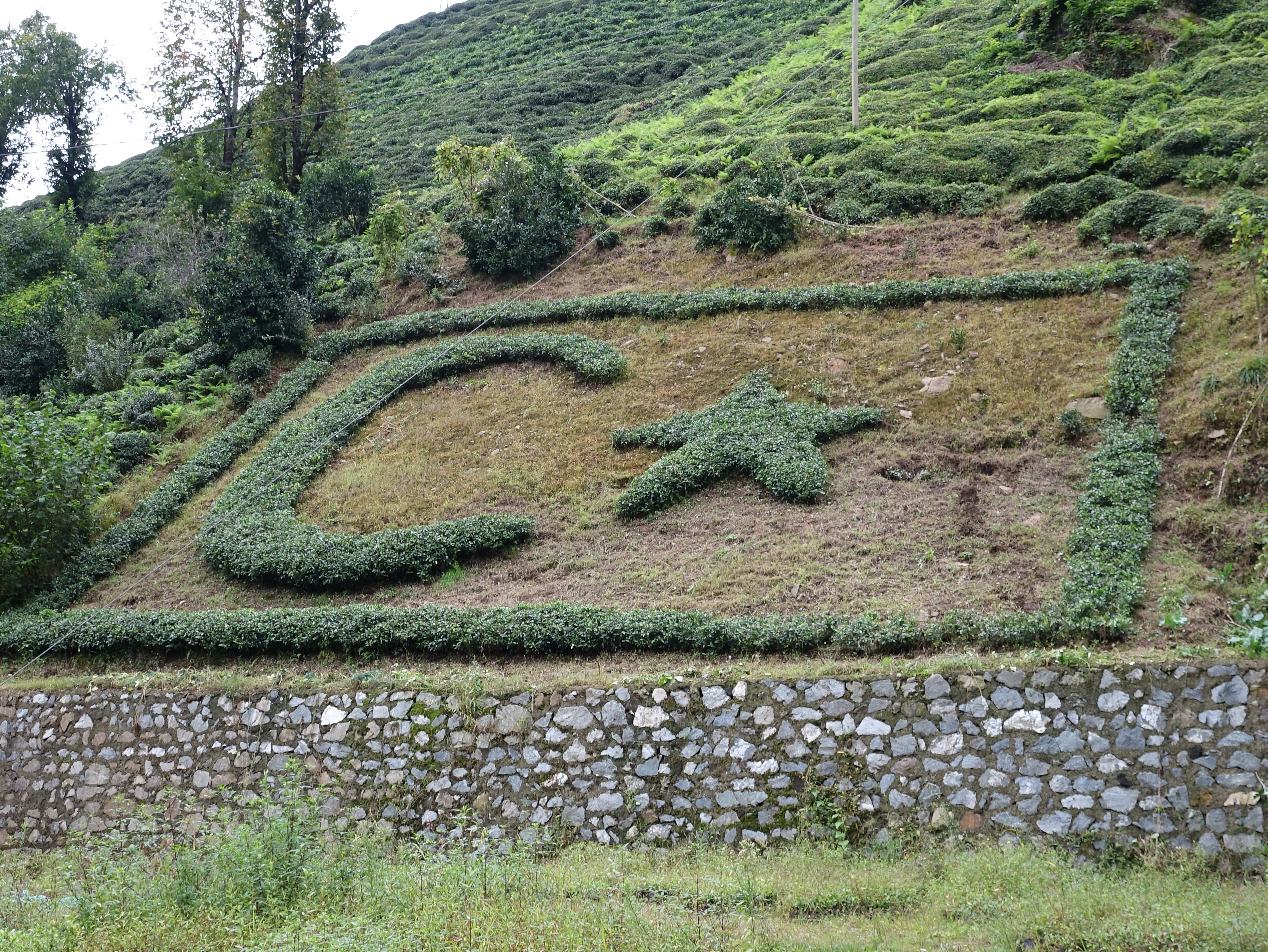 Türk Bayrağını Bahçesine Çay Fidanlarıyla Işledi Gencgazete (6)
