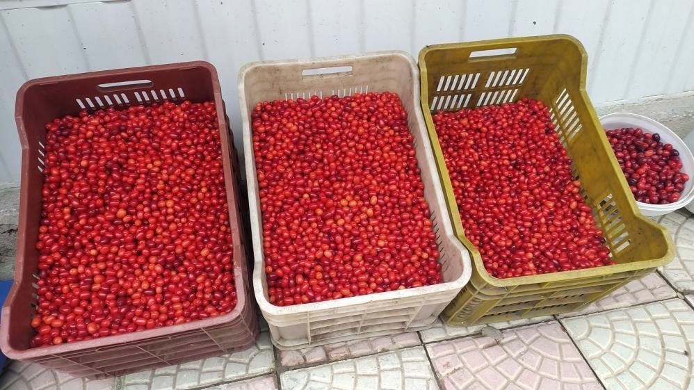 Vitamin Deposu Kızılcık Tezgahlarda Yerini Aldı (1)