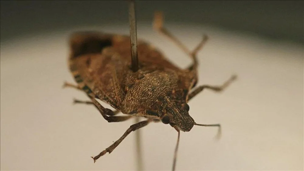 Xeq P7Up Qok Opc X A Utye C Qw