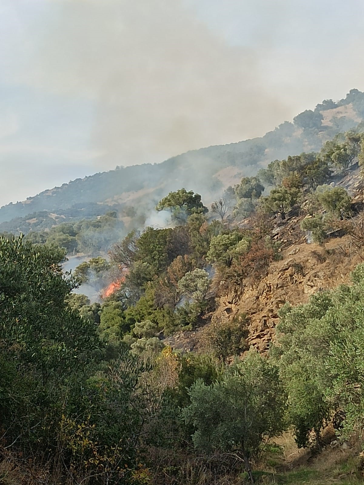 Aydın Bozdoğan’da Çıkan Orman Yangını Rüzgârın Etkisiyle Büyüdü. Ekiplerin Alevlere Müdahalesi Sürüyor (1)