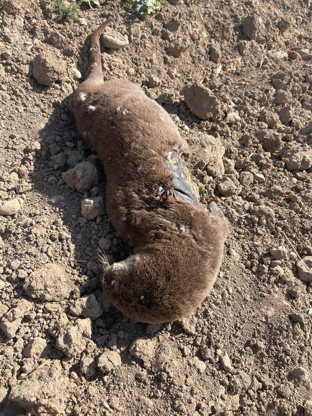 Batman'da Koruma Altındaki Su Samuru Telef Olmuş Halde Bulundu (1)