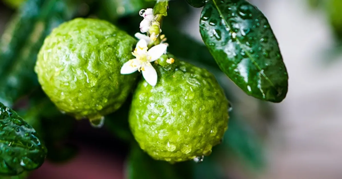 Bergamot Nedir Bergamotun Faydaları Nelerdir, Hangi Alanlarda Kullanılır Ve Neden Bu Kadar Değerli Bir Bitkidir (2)
