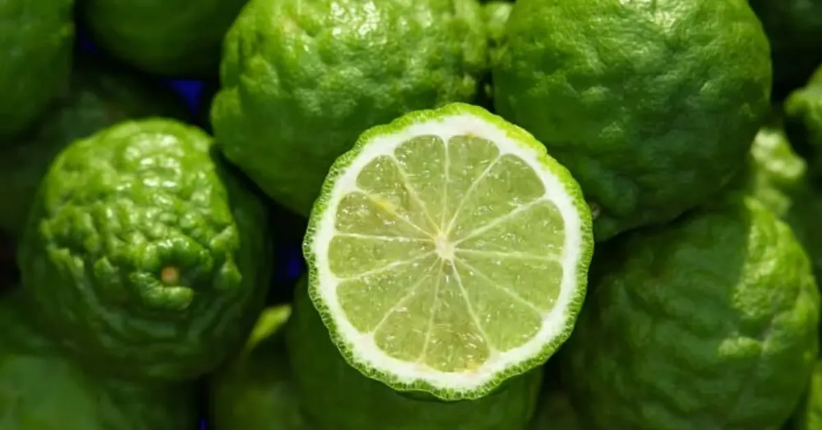 Bergamot Nedir Bergamotun Faydaları Nelerdir, Hangi Alanlarda Kullanılır Ve Neden Bu Kadar Değerli Bir Bitkidir (3)