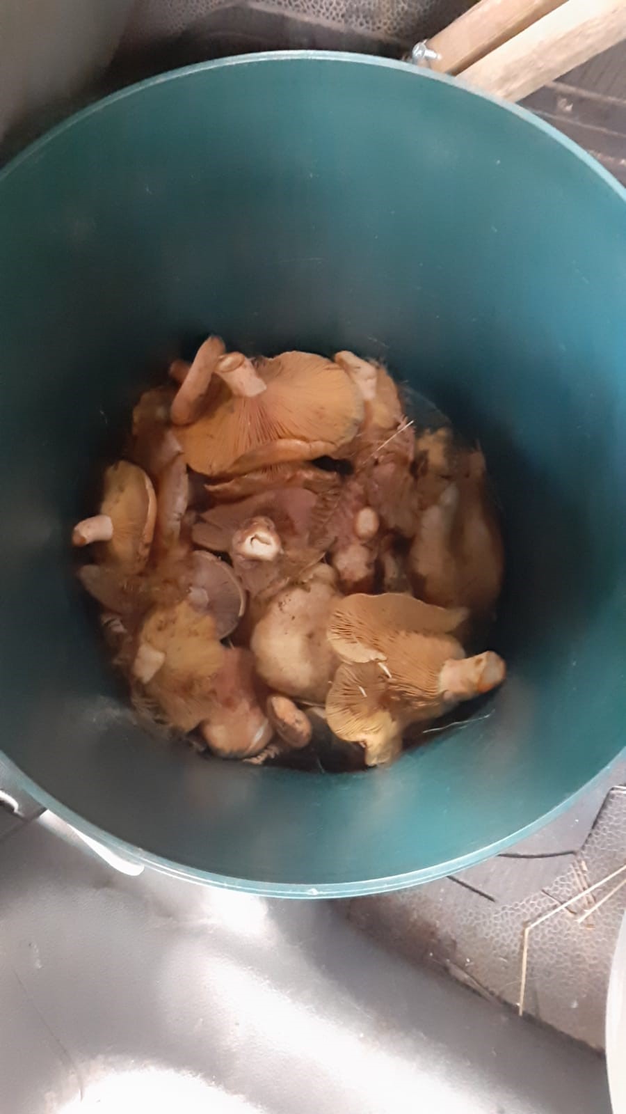 Bolu’da Topladığı Mantarları Yiyen Bir Kişi Zehirlendi (3)