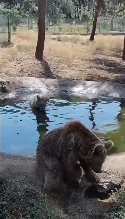 Bursa Ovakorusu’ndaki Ayılar Kış Uykusu Öncesi Son Banyosunu Yaptı! (2)