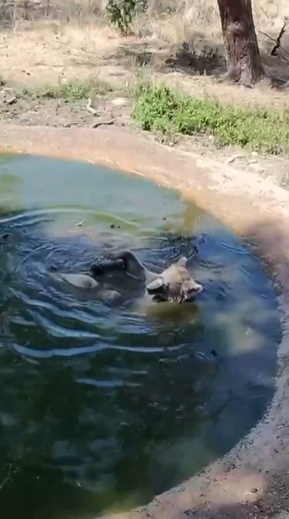 Bursa Ovakorusu’ndaki Ayılar Kış Uykusu Öncesi Son Banyosunu Yaptı! (3)