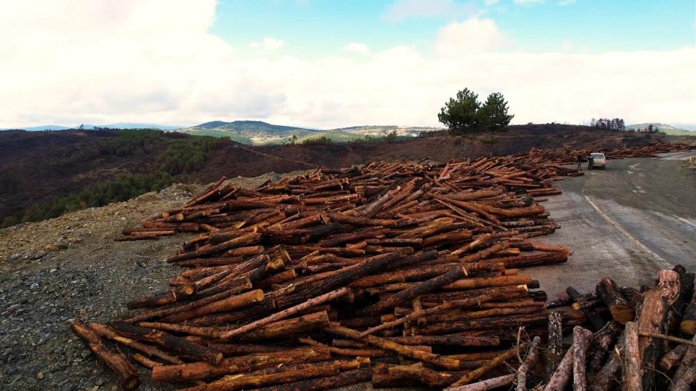 Bursa’da 953 Hektar Kül Oldu! Manzara Içler Acısı (2)