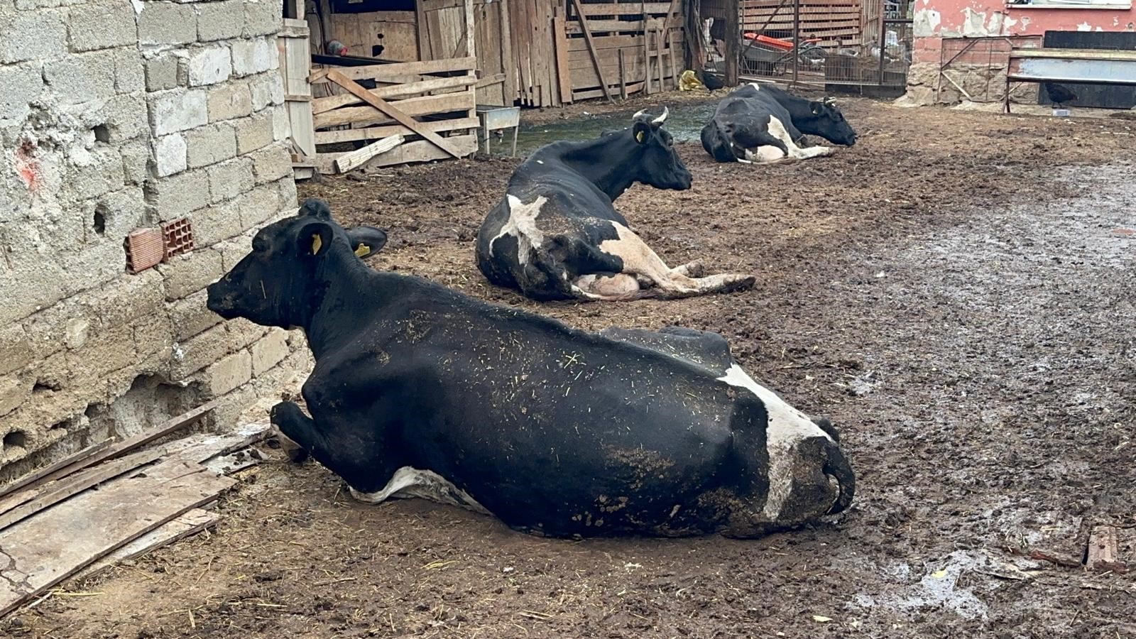 Bursa’da Şap Hastalığı Süt Üreticisini Vurdu! 8 Buzağı Öldü, 130 Hayvan Kesime Gitti (3)