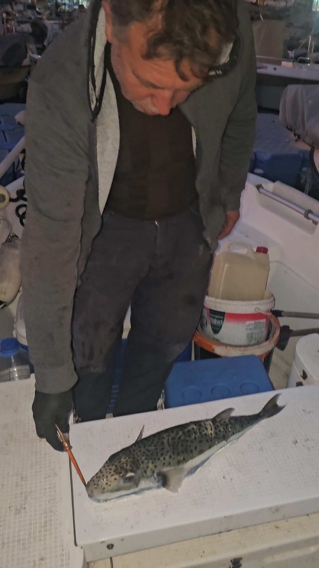 Bursa'da Tehlikeli Benekli Balon Balığı Yakalandı! (1)