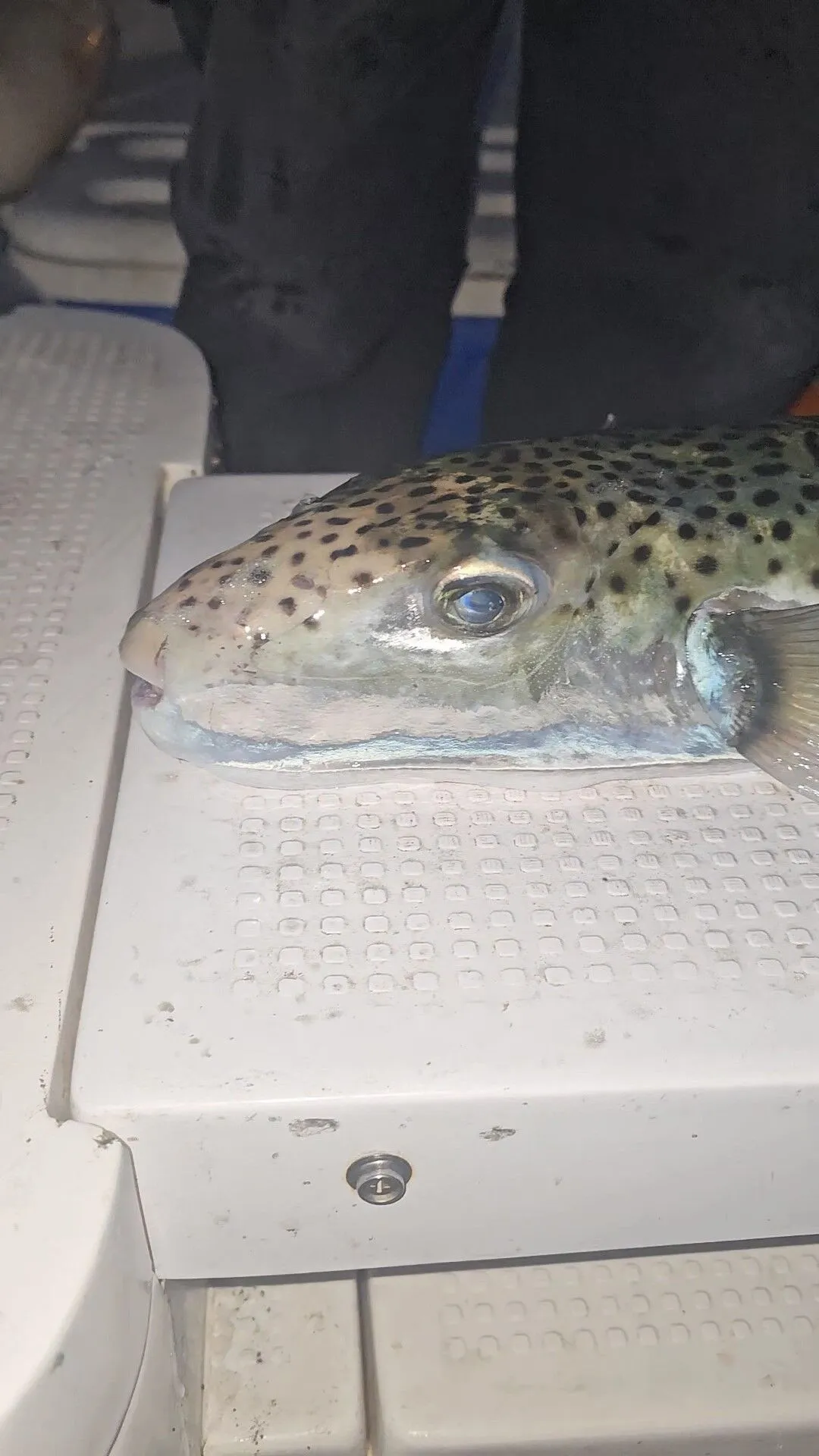 Bursada Tehlikeli Benekli Balon Baligi Yakalandi 2