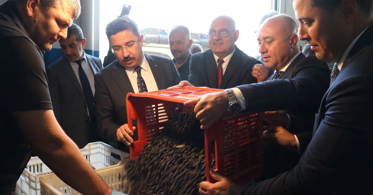 Bursa’da Zeytin Hasadı Başladı Rekolte Beklentisi Yüksek (3)