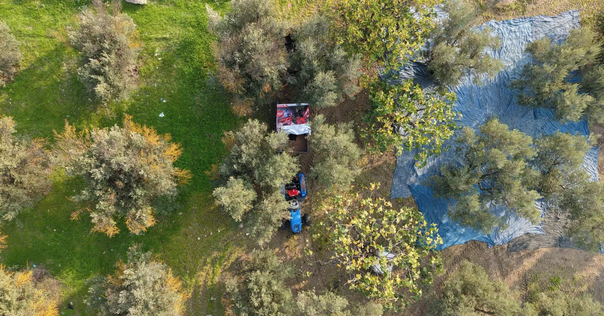 Bursa’da Zeytin Hasadı Başladı Rekolte Beklentisi Yüksek (4)