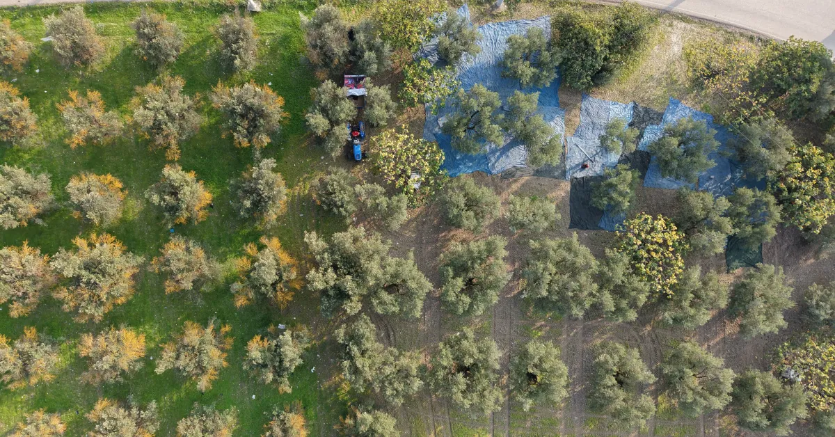 Bursa’da Zeytin Hasadı Başladı Rekolte Beklentisi Yüksek (5)