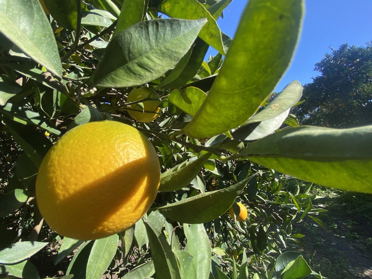 Finike'de Portakal Sezonu Başladı, 250 Bin Ton Rekolte Bekleniyor (1)