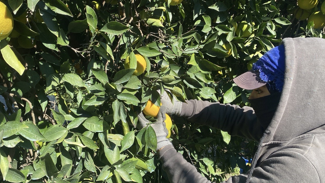 Finike'de Portakal Sezonu Başladı, 250 Bin Ton Rekolte Bekleniyor (4)