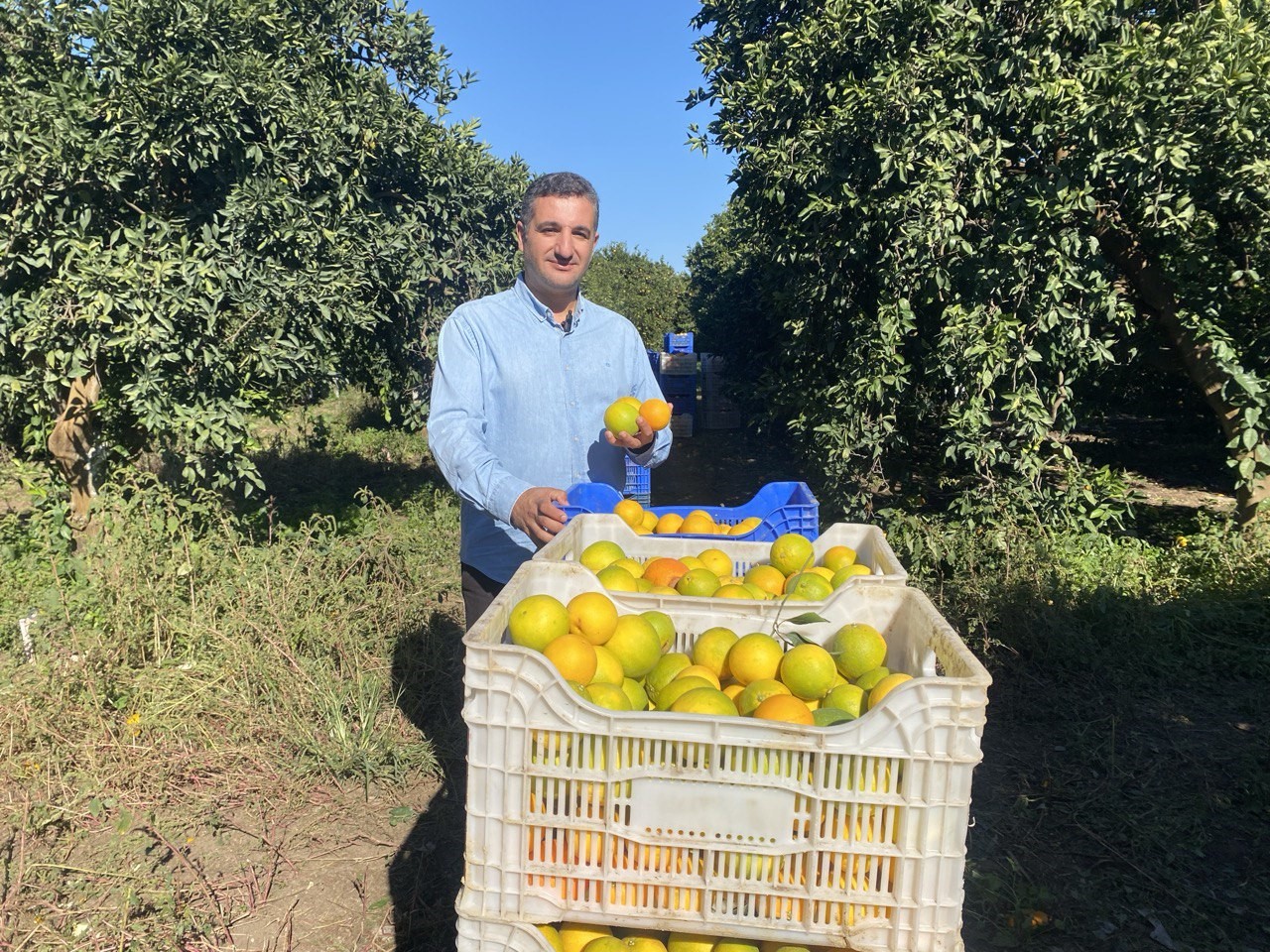 Finike'de Portakal Sezonu Başladı, 250 Bin Ton Rekolte Bekleniyor (5)